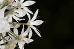 Meadow garlic